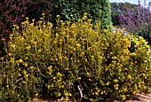 CASSINIA FULVIDA, (GOLDEN BUSH)