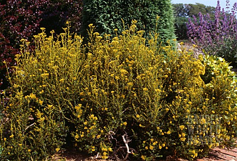 CASSINIA_FULVIDA_GOLDEN_BUSH