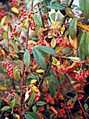 COTONEASTER JOHN WATERER (AGM)