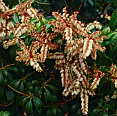 PIERIS JAPONICA SCARLET OHARA