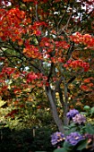 ACER JAPONICUM VITIFOLIUM (AGM), (DOWNY JAPANESE MAPLE)