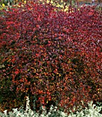 BERBERIS THUNBERGII RED CHIEF