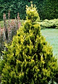 THUJA PLICATA STONEHAM GOLD (AGM), (WESTERN RED CEDAR STONEHAM GOLD)