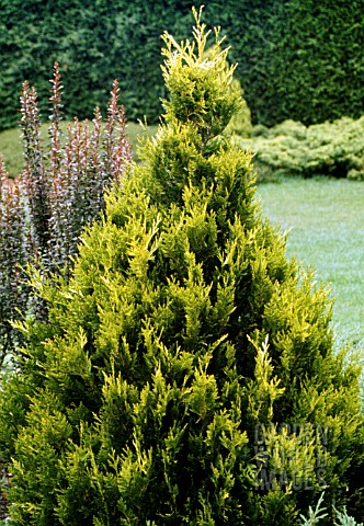 THUJA_PLICATA_STONEHAM_GOLD_AGM_WESTERN_RED_CEDAR_STONEHAM_GOLD