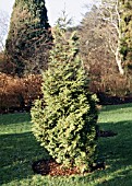 THUJA KORAIENSIS