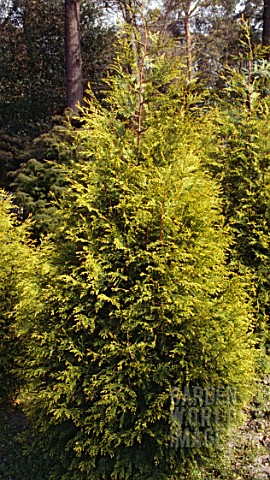 X_CUPRESSOCYPARIS_LEYLANDII_CASTLEWELLAN__AGM