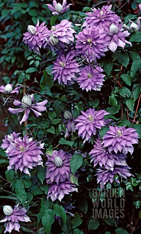 CLEMATIS_COUNTESS_OF_LOVELACE