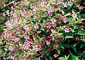 JASMINUM x STEPHANENSE