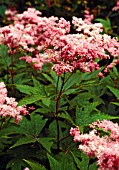 FILIPENDULA PURPUREA, (AGM), (SYN. FILIPENDULA PALMATA PURPUREA)