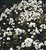 PHLOX PANICULATA REMBRANDT