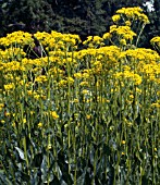 SENECIO DORIA