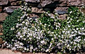 CAMPANULA EH FROST