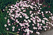 LEUCANTHEMUM GAYANUM