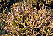 CALLUNA VULGARIS ORANGE QUEEN