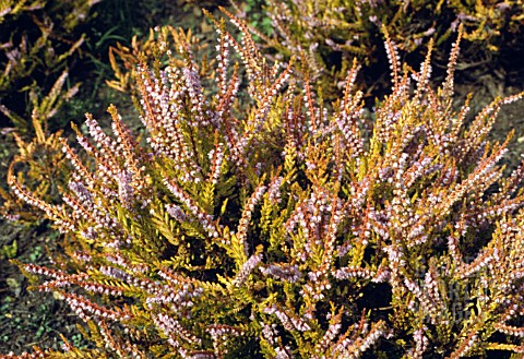 CALLUNA_VULGARIS_ORANGE_QUEEN