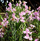 LATHYRUS ODORATUS LEAMINGTON, (SWEET PEA LEAMINGTON)