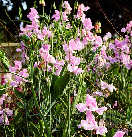 LATHYRUS_ODORATUS_LEAMINGTON_SWEET_PEA_LEAMINGTON