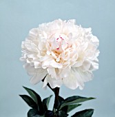 PAEONIA FESTIVA MAXIMA, (PEONY FESTIVA MAXIMA)