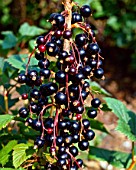 RIBES NIGRUM BEN LOMOND, (BLACKCURRANT BEN LOMOND)