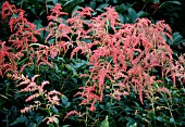 ASTILBE OSTRICH PLUME (AGM), (SYN. ASTILBE STRAUSSENFEDER)