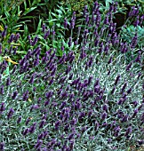 LAVANDULA LANATA, (WOOLLY LAVENDER)