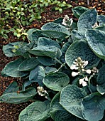 HOSTA BIG DADDY