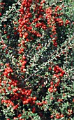 COTONEASTER CONSPICUUS  DECORUS