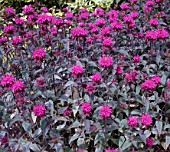 MONARDA FISTULOSA PURPUREA