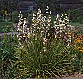 LIBERTIA GRANDIFLORA (AGM), (ZEALAND SATIN FLOWER)