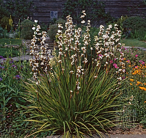 LIBERTIA_GRANDIFLORA_AGM_ZEALAND_SATIN_FLOWER