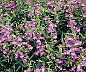 PENSTEMON PAPAL PURPLE