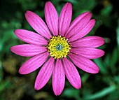 OSTEOSPERMUM NAIROBI PURPLE