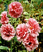 ALCEA ROSEA, (DOUBLE SALMON PINK)