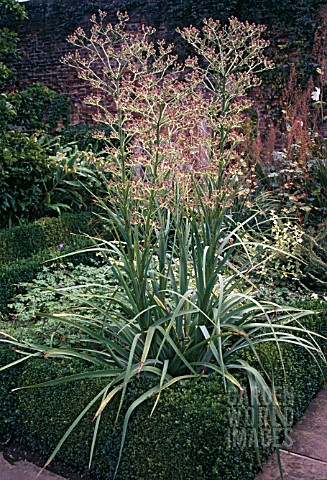 ERYNGIUM_PANDANIFOLIUM_AGM