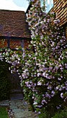 ABUTILON x SUNTENSE, (INDIAN MALLOW)