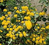 AZARA SERRATA (AGM), (SAW TOOTHED AZARA)