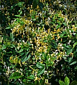 LONICERA SIMILIS VAR. DELAVAYI