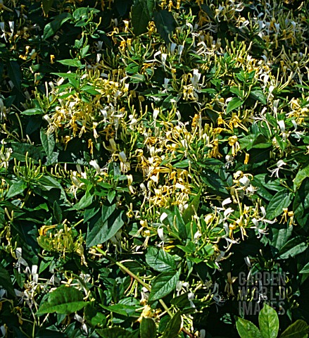 LONICERA_SIMILIS_VAR_DELAVAYI