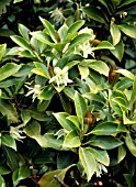 ILLICIUM ANISATUM