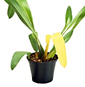 ODONTOGLOSSUM, YELLOW LEAF