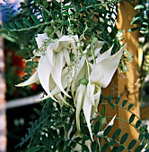 CLIANTHUS PUNICEUS ALBUS