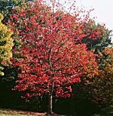 Acer rubrum schlesingeri