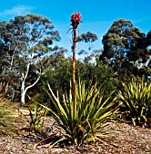 DORYANTHES EXCELSA, (GYMEA LILY)