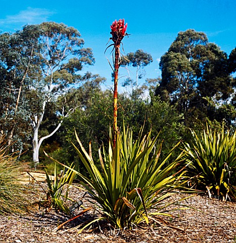 DORYANTHES_EXCELSA_GYMEA_LILY