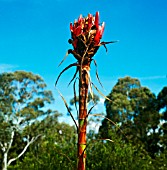 DORYANTHES EXCELSA, (GYMEA LILY)