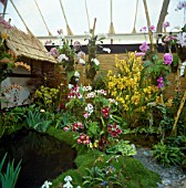 MCBEANS ORCHIDS DISPLAY, (RHS GOLD MEDAL WINNER), RHS CHELSEA SHOW 1995.