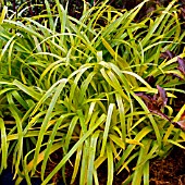 LUZULA SYLVATICA AUREA