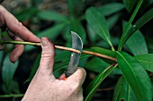 LAYERING RHODODENDRON. STEP 1 MAKE FLAP IN STEM.
