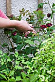 TYING IN STEM OF ROSA SOUVENIR DU COMTE