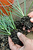 SEPARATING NEWLY ROOTED DIANTHUS CUTTINGS